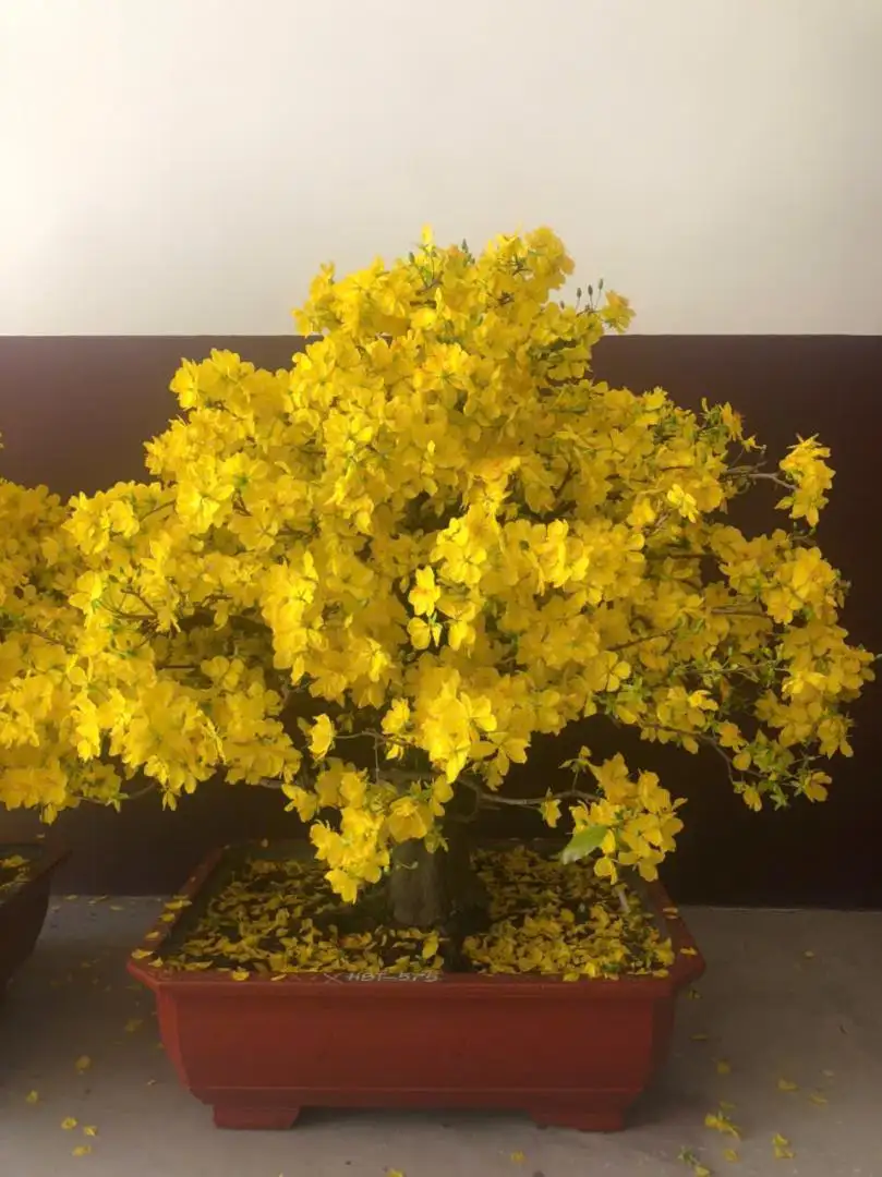Vườn Mai Bonsai-Cổ Thụ Hà Ba Trận