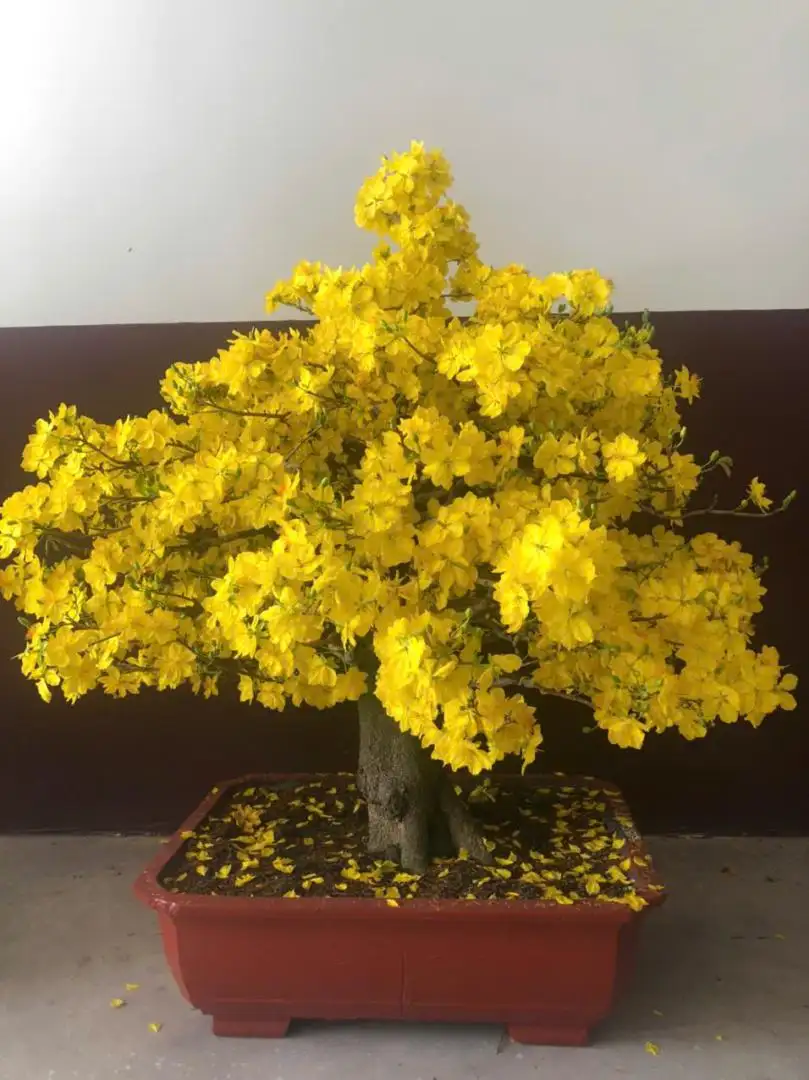 Vườn Mai Bonsai-Cổ Thụ Hà Ba Trận