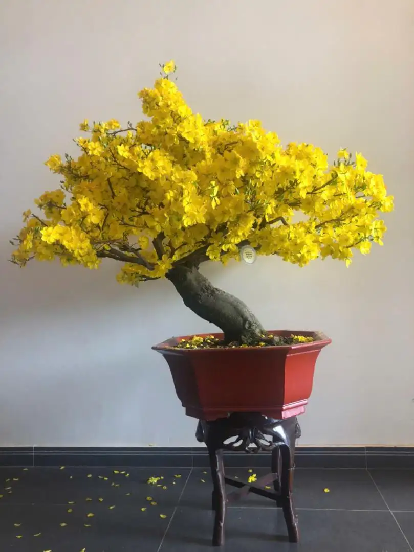 Vườn Mai Bonsai-Cổ Thụ Hà Ba Trận