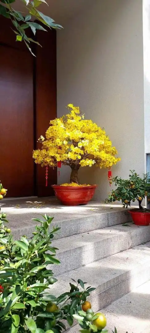 Vườn Mai Bonsai-Cổ Thụ Hà Ba Trận