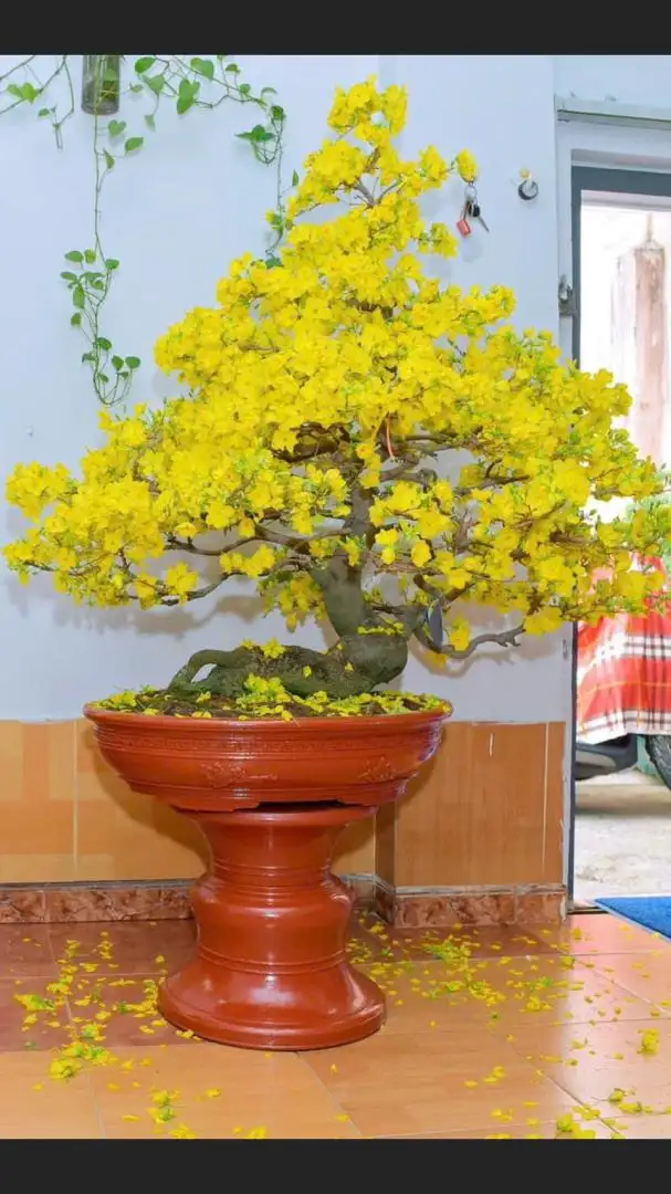 Vườn Mai Bonsai-Cổ Thụ Hà Ba Trận