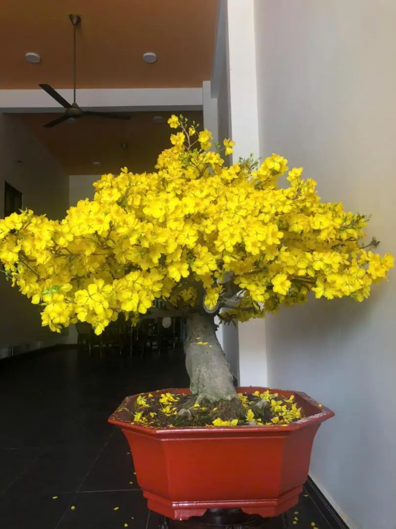 Vườn Mai Bonsai-Cổ Thụ Hà Ba Trận