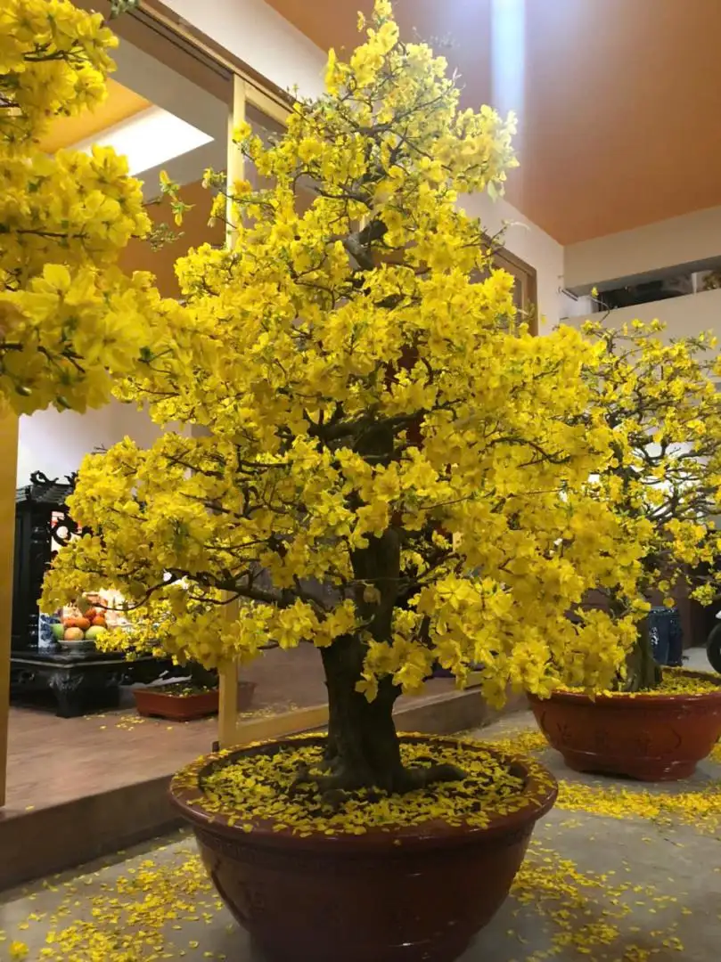 Vườn Mai Bonsai-Cổ Thụ Hà Ba Trận