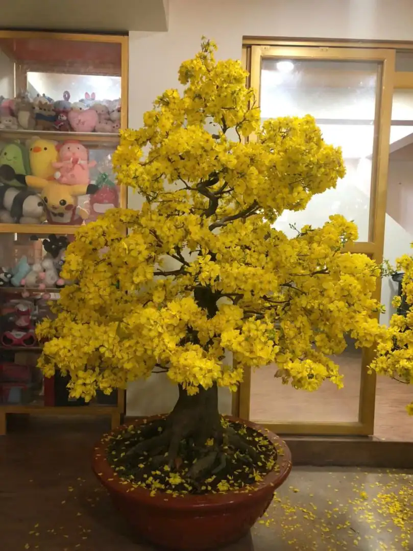 Vườn Mai Bonsai-Cổ Thụ Hà Ba Trận