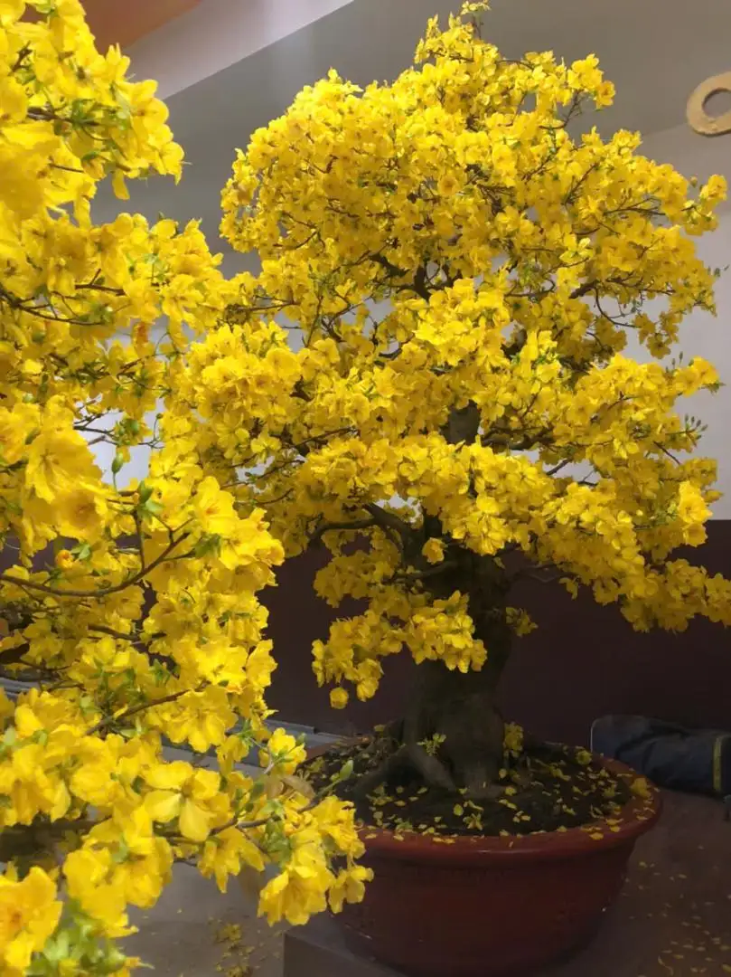 Vườn Mai Bonsai-Cổ Thụ Hà Ba Trận