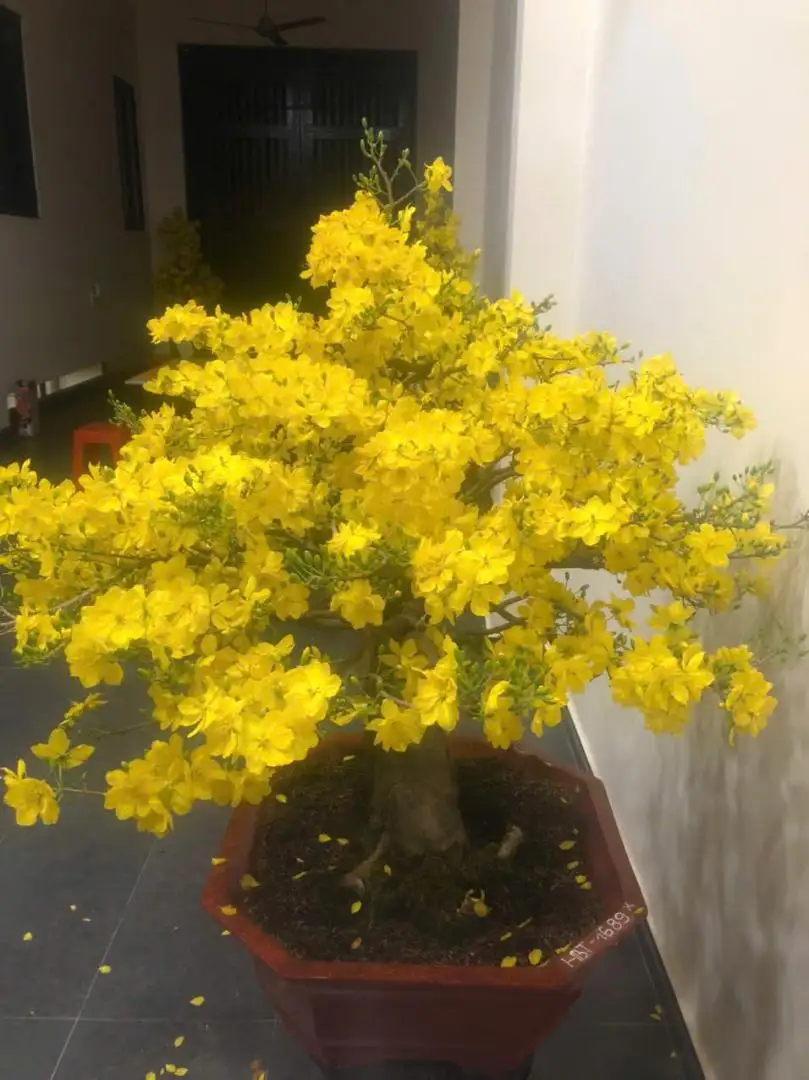 Vườn Mai Bonsai-Cổ Thụ Hà Ba Trận