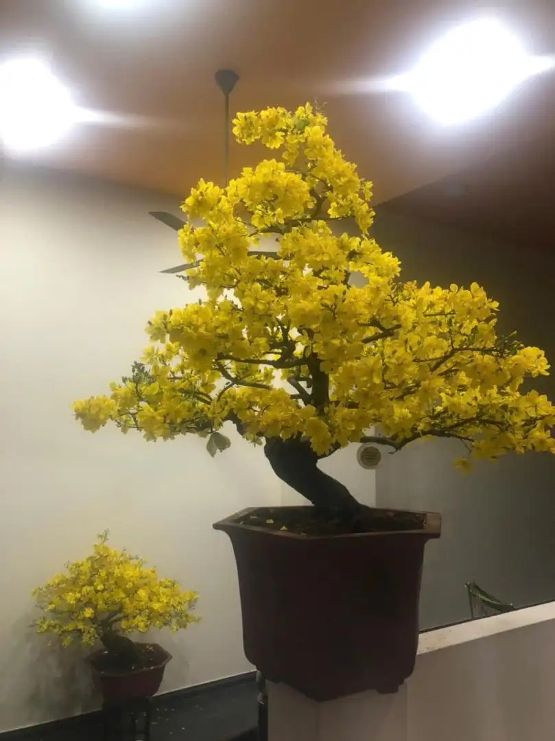 Vườn Mai Bonsai-Cổ Thụ Hà Ba Trận
