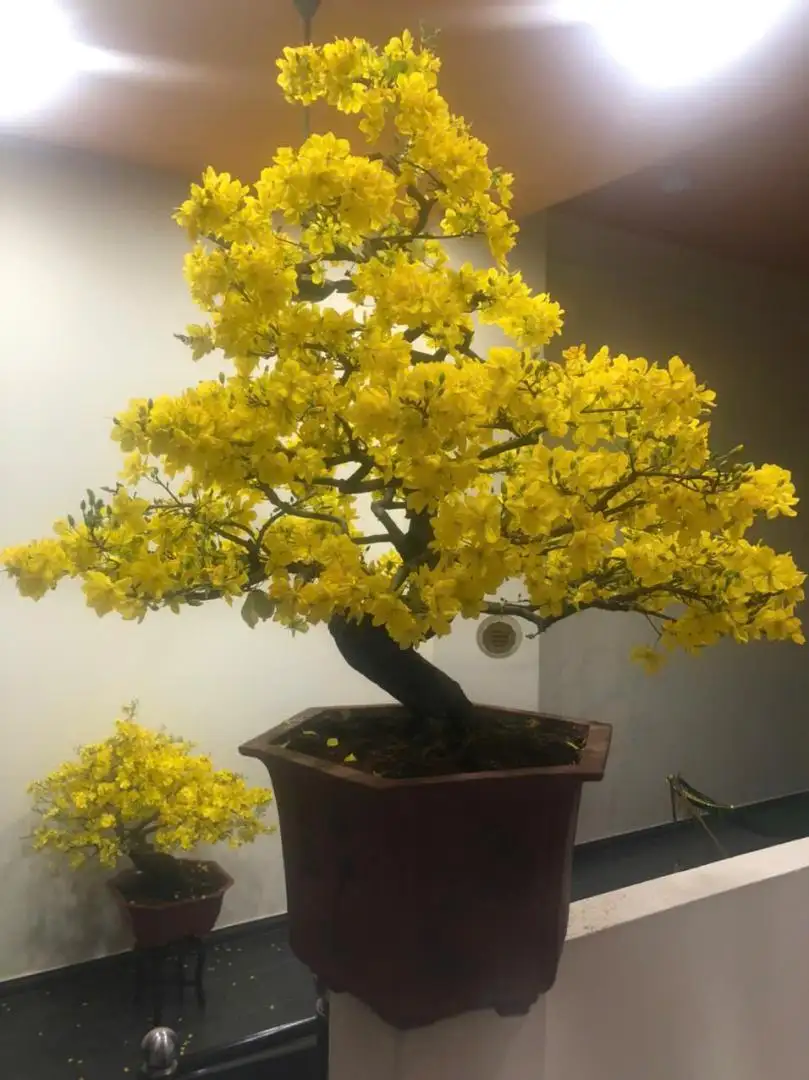 Vườn Mai Bonsai-Cổ Thụ Hà Ba Trận