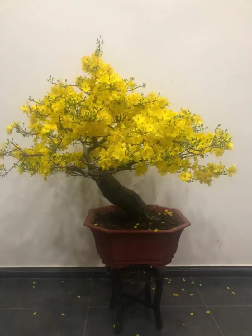 Vườn Mai Bonsai-Cổ Thụ Hà Ba Trận