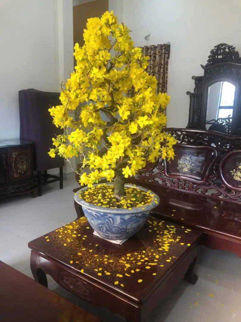 Vườn Mai Bonsai-Cổ Thụ Hà Ba Trận