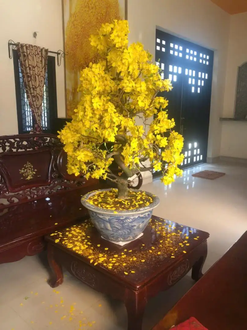 Vườn Mai Bonsai-Cổ Thụ Hà Ba Trận