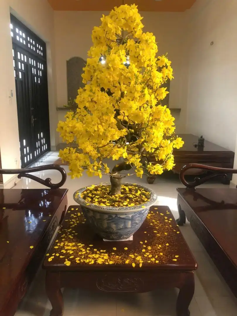 Vườn Mai Bonsai-Cổ Thụ Hà Ba Trận