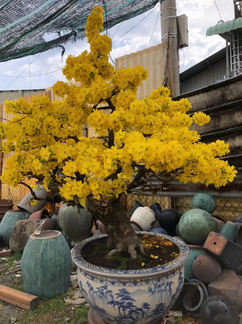 Vườn Mai Bonsai-Cổ Thụ Hà Ba Trận