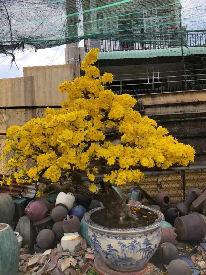 Vườn Mai Bonsai-Cổ Thụ Hà Ba Trận
