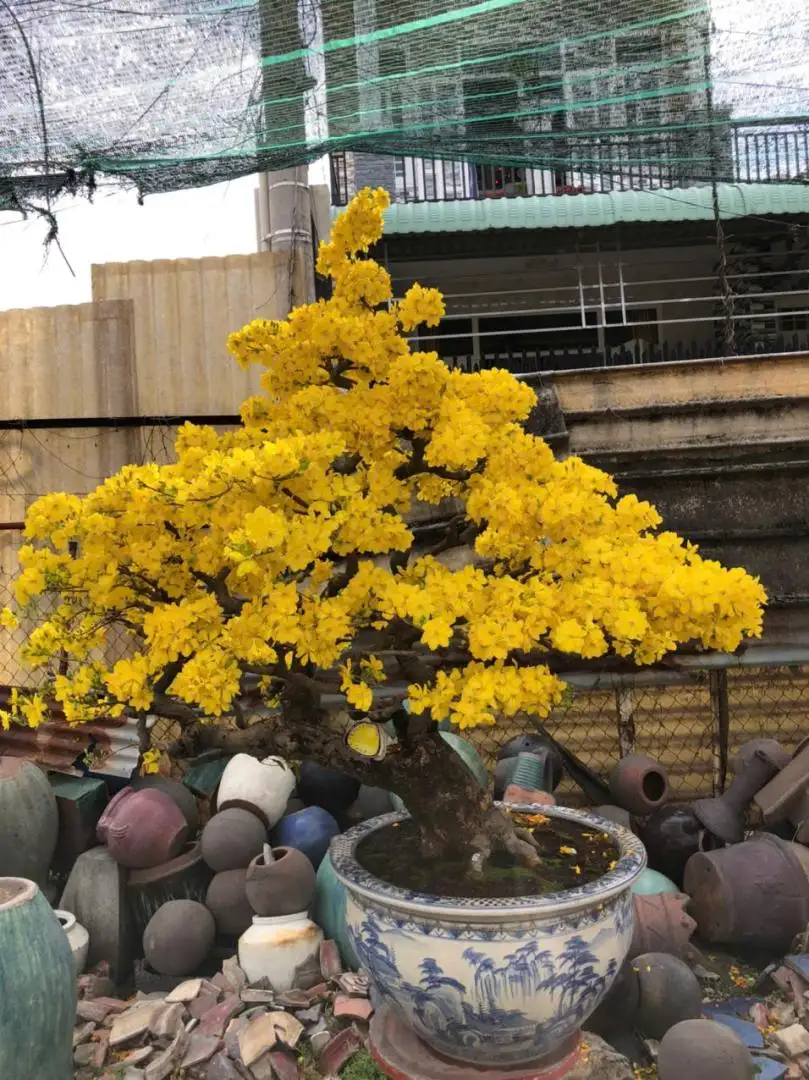 Vườn Mai Bonsai-Cổ Thụ Hà Ba Trận