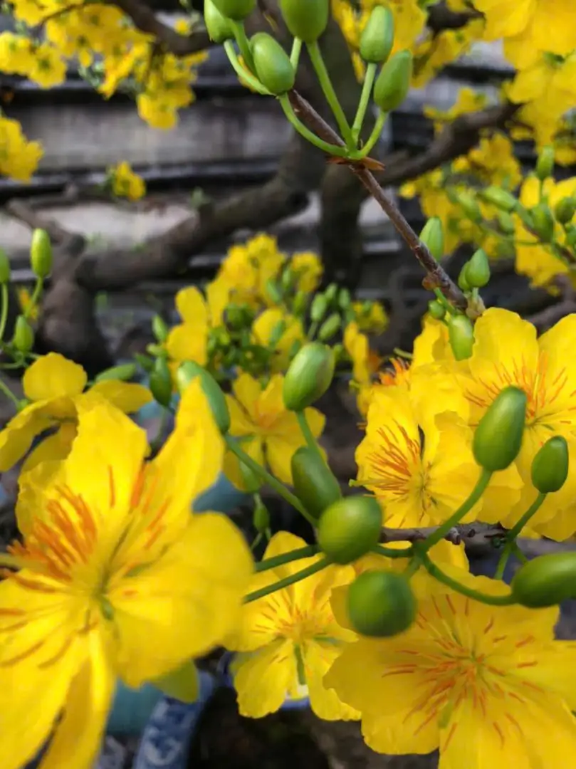 Vườn Mai Bonsai-Cổ Thụ Hà Ba Trận