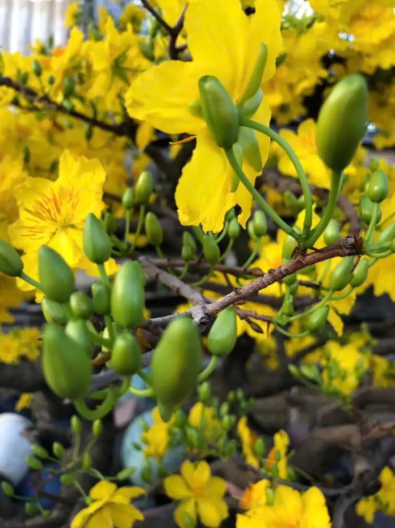 Vườn Mai Bonsai-Cổ Thụ Hà Ba Trận