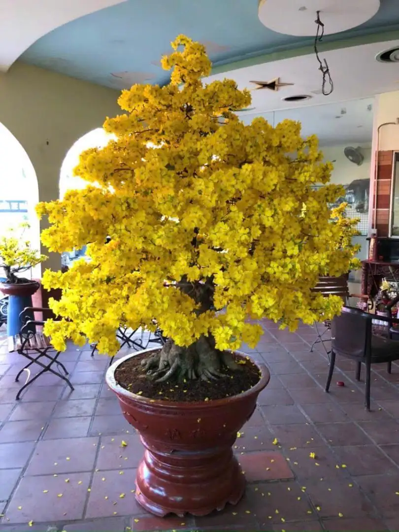 Vườn Mai Bonsai-Cổ Thụ Hà Ba Trận