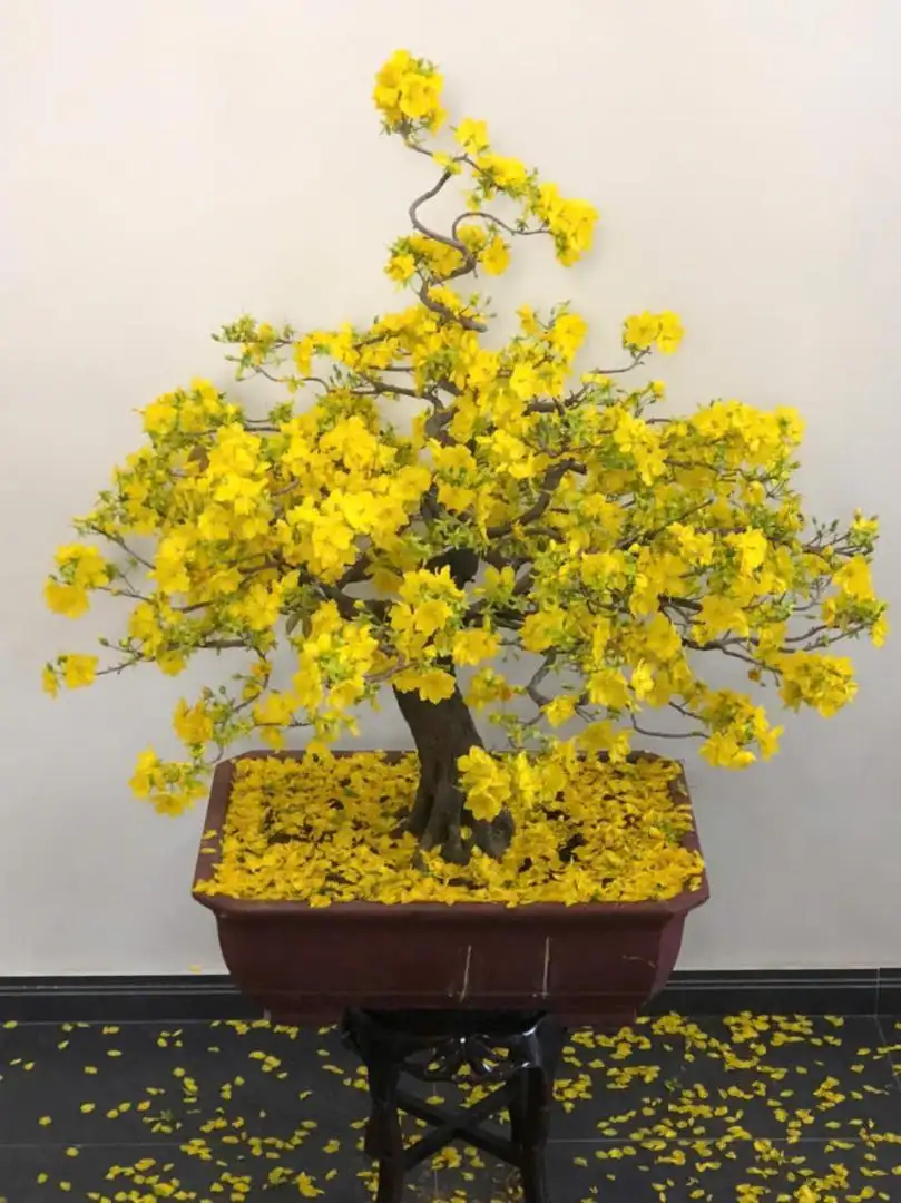 Vườn Mai Bonsai-Cổ Thụ Hà Ba Trận