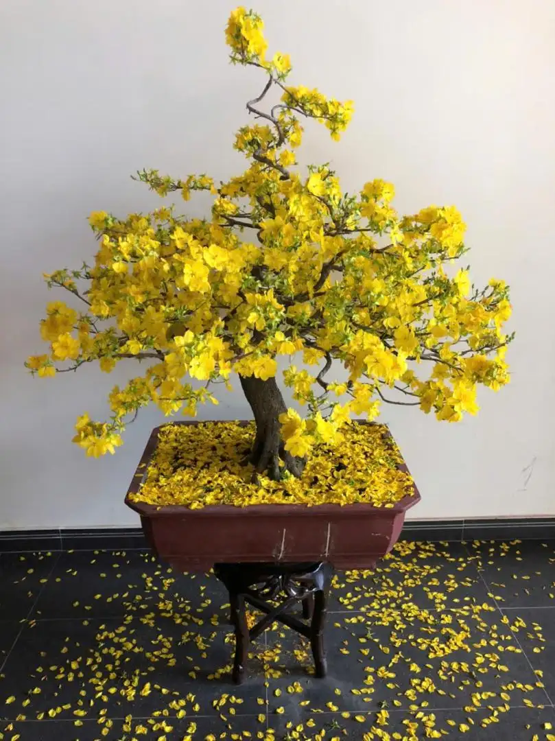 Vườn Mai Bonsai-Cổ Thụ Hà Ba Trận