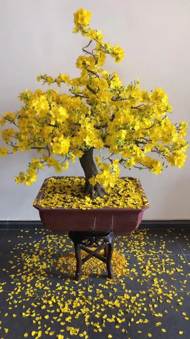 Vườn Mai Bonsai-Cổ Thụ Hà Ba Trận