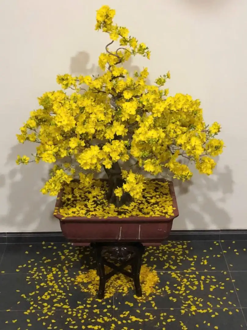 Vườn Mai Bonsai-Cổ Thụ Hà Ba Trận