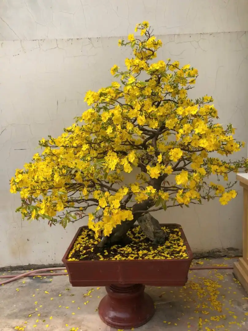 Vườn Mai Bonsai-Cổ Thụ Hà Ba Trận