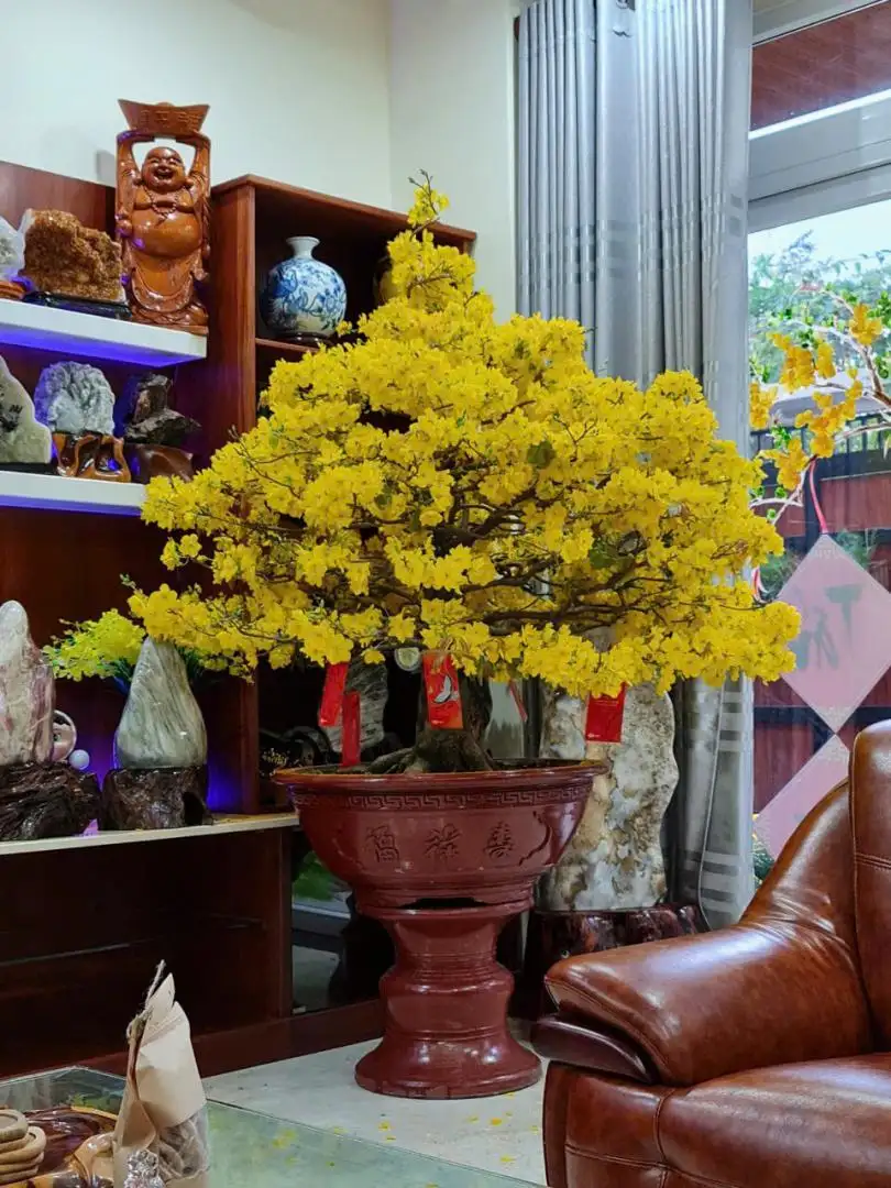 Vườn Mai Bonsai-Cổ Thụ Hà Ba Trận