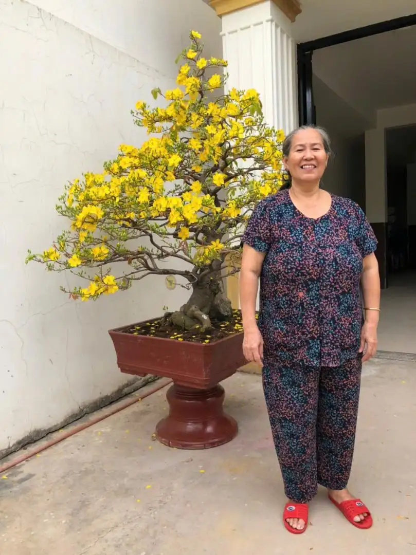Vườn Mai Bonsai-Cổ Thụ Hà Ba Trận