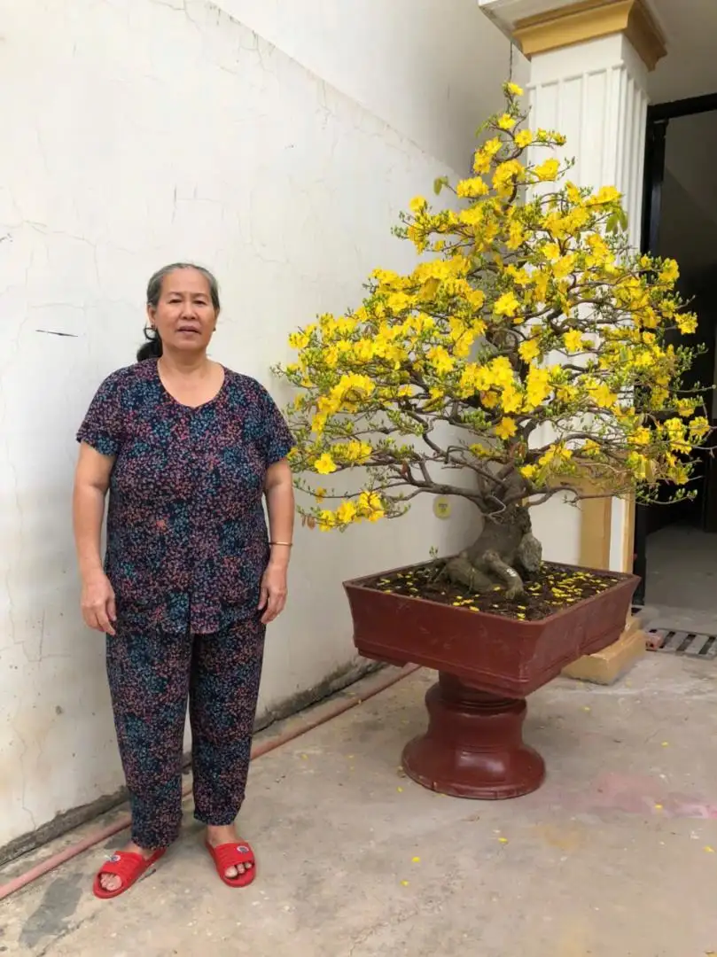 Vườn Mai Bonsai-Cổ Thụ Hà Ba Trận