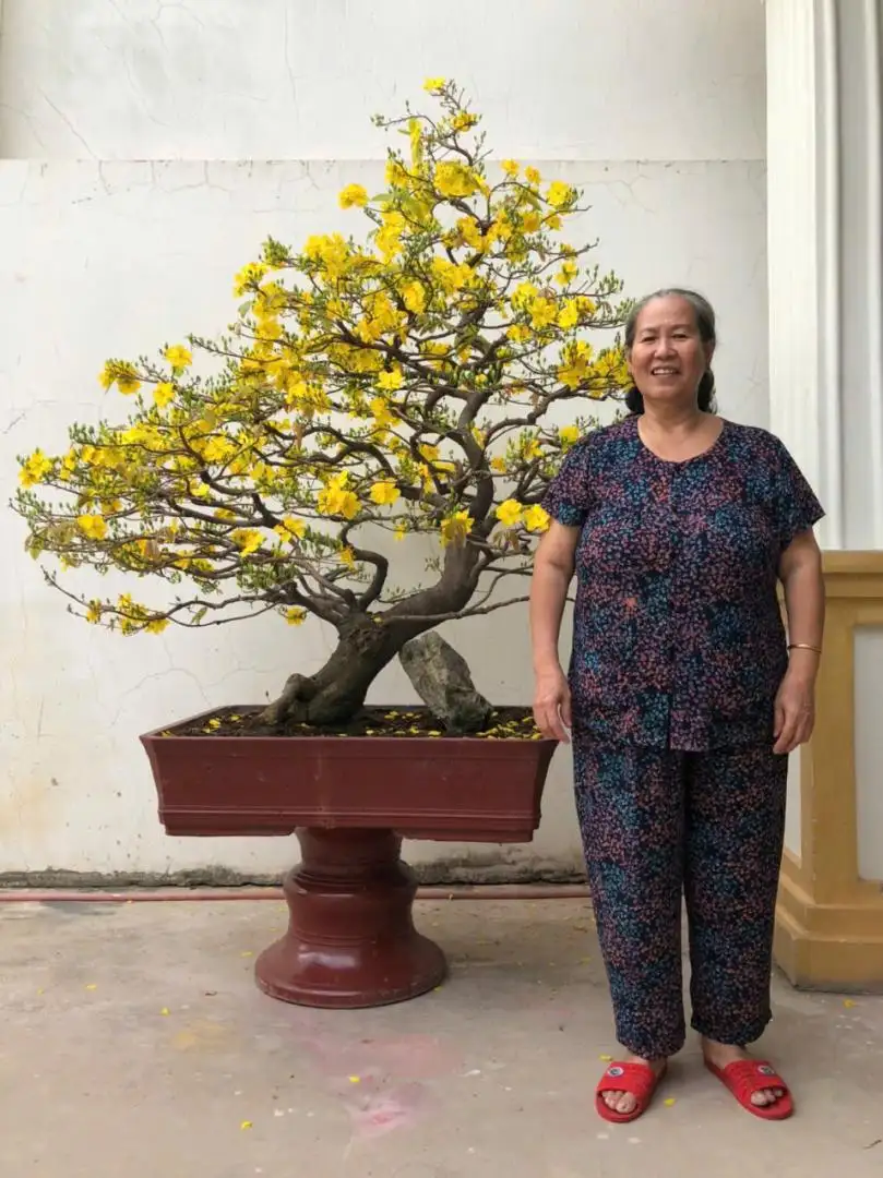 Vườn Mai Bonsai-Cổ Thụ Hà Ba Trận