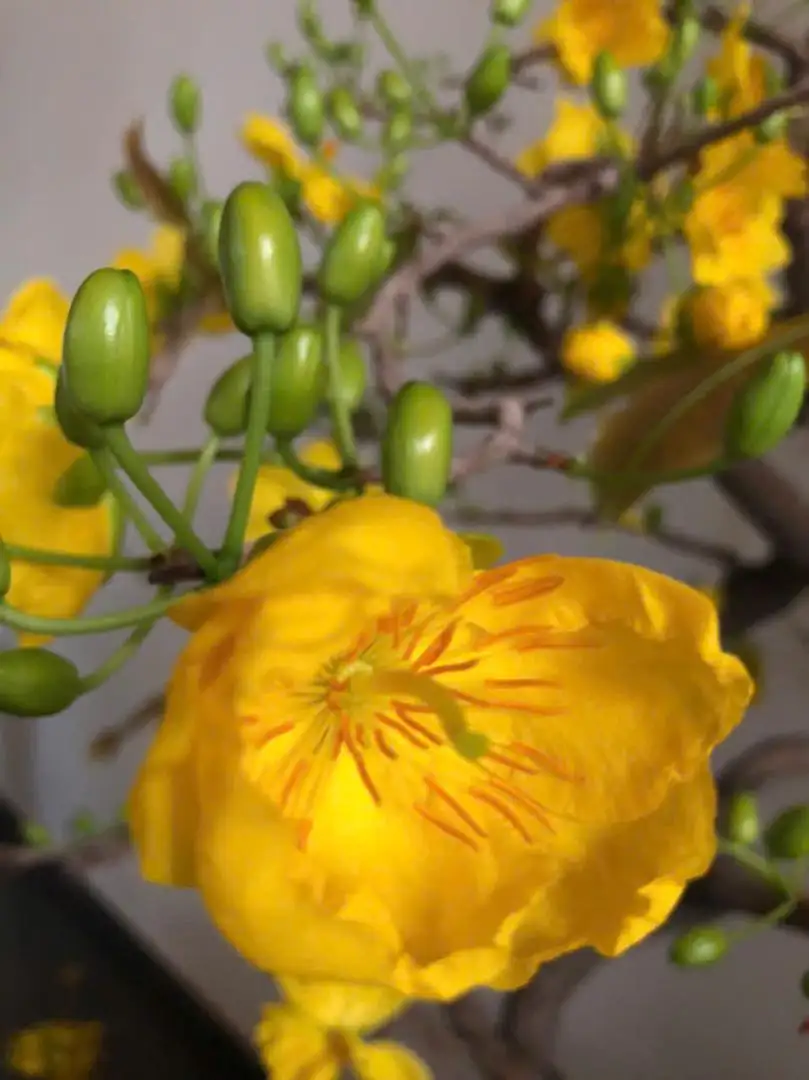 Vườn Mai Bonsai-Cổ Thụ Hà Ba Trận