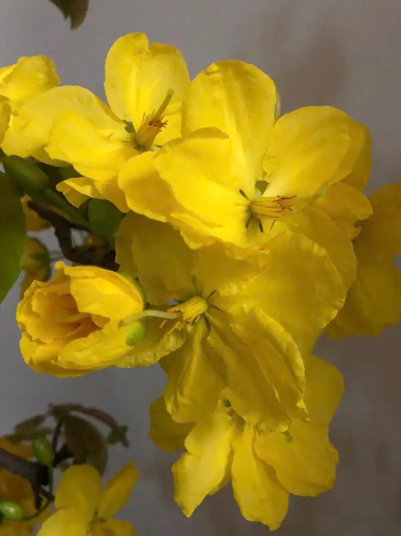 Vườn Mai Bonsai-Cổ Thụ Hà Ba Trận