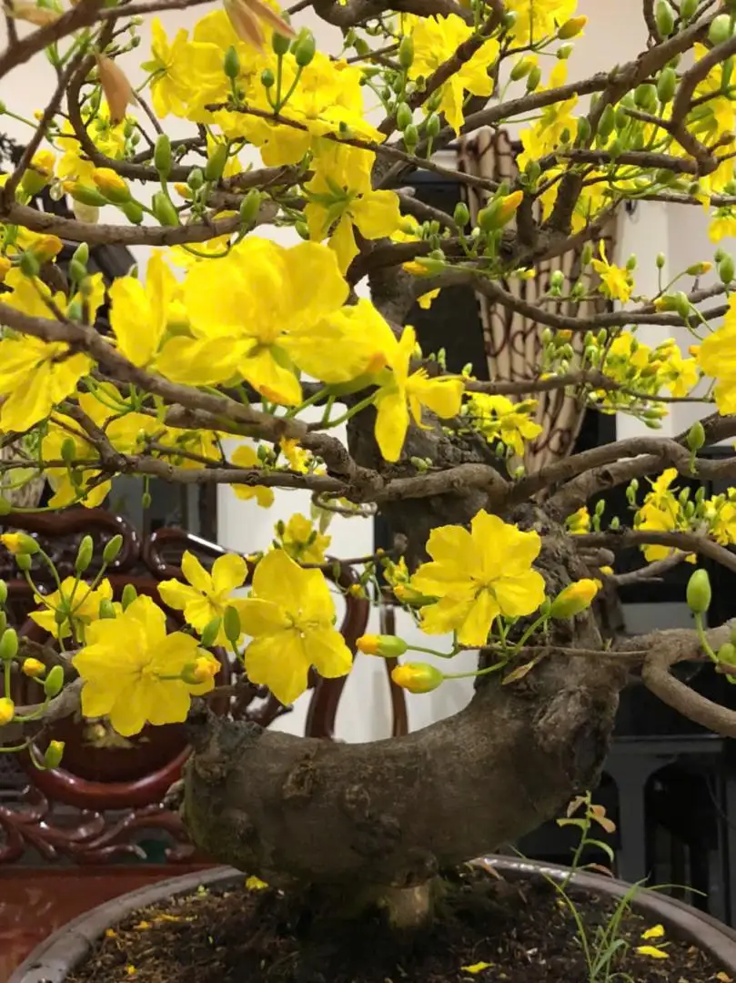 Vườn Mai Bonsai-Cổ Thụ Hà Ba Trận