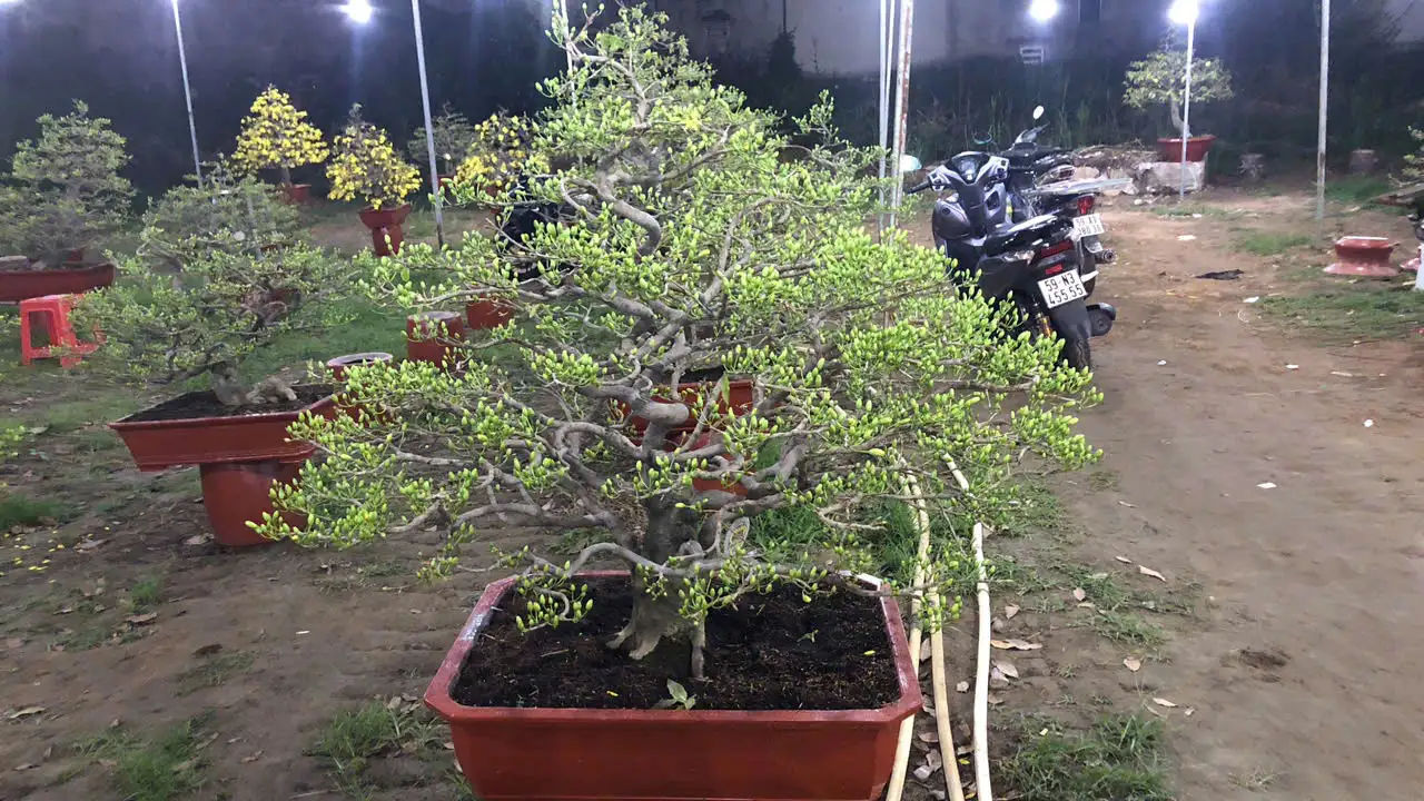 Vườn Mai Bonsai-Cổ Thụ Hà Ba Trận