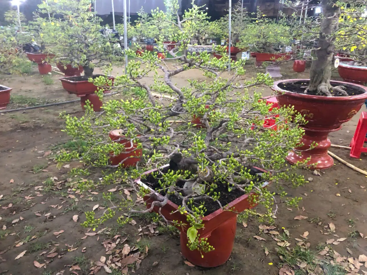 Vườn Mai Bonsai-Cổ Thụ Hà Ba Trận