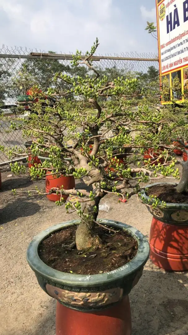 Vườn Mai Bonsai-Cổ Thụ Hà Ba Trận