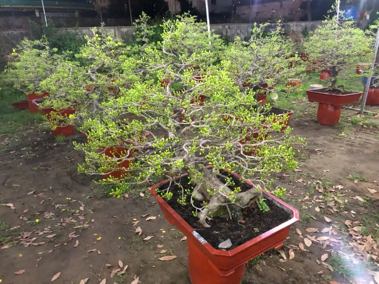 Vườn Mai Bonsai-Cổ Thụ Hà Ba Trận