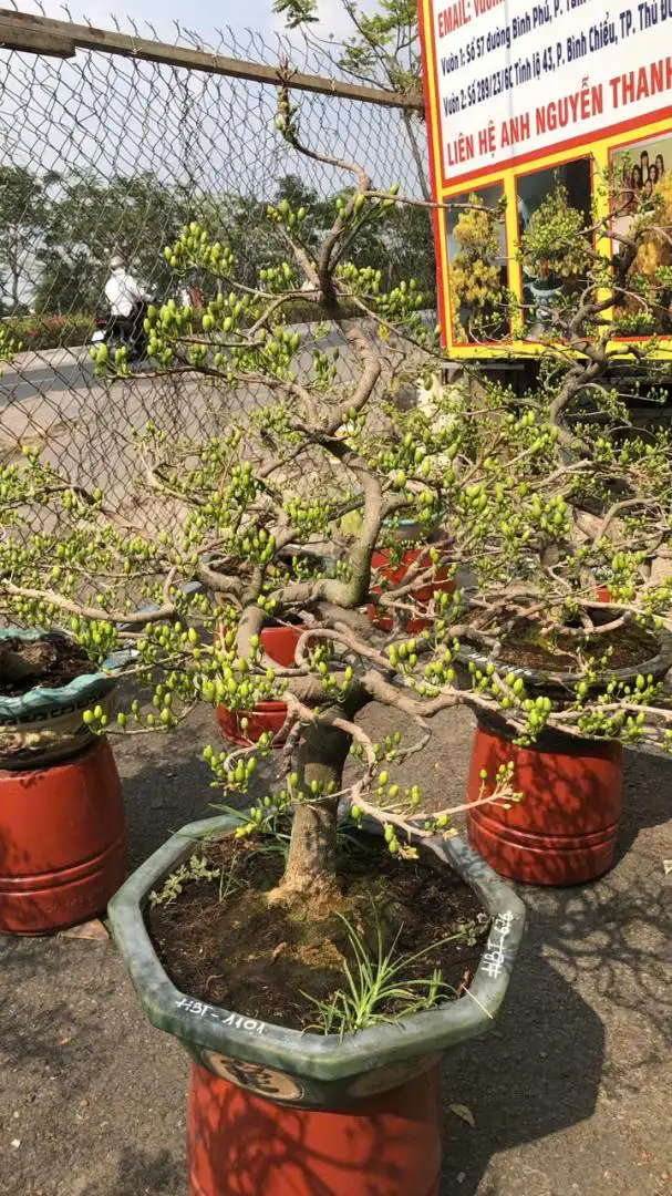 Vườn Mai Bonsai-Cổ Thụ Hà Ba Trận