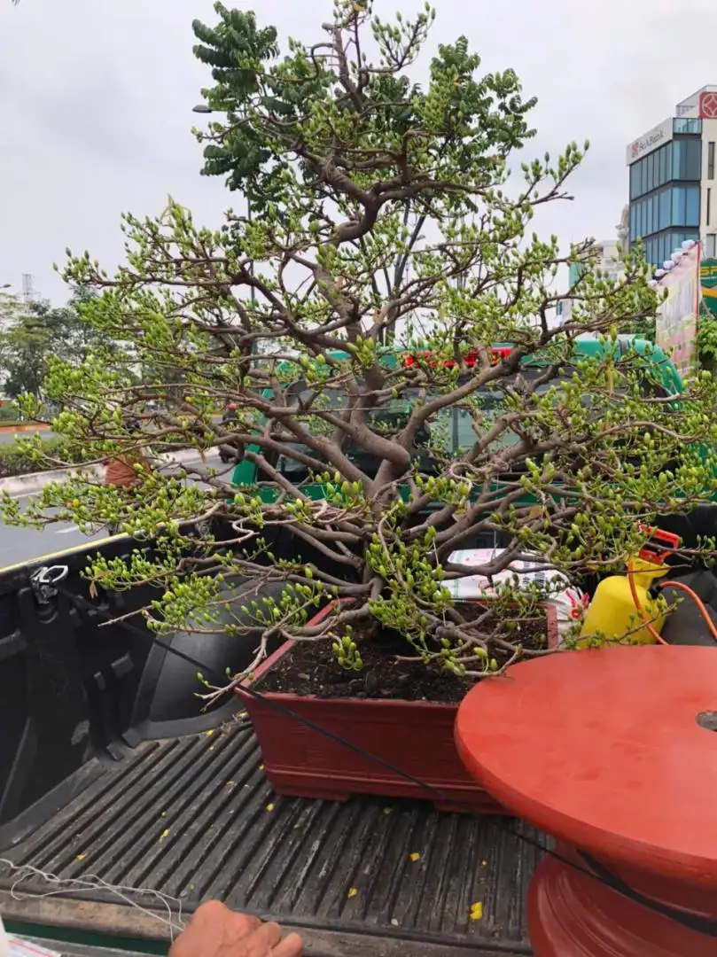 Vườn Mai Bonsai-Cổ Thụ Hà Ba Trận