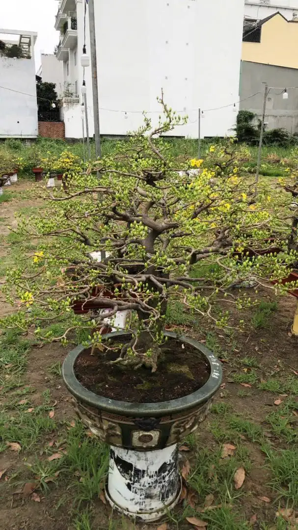 Vườn Mai Bonsai-Cổ Thụ Hà Ba Trận