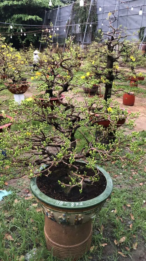 Vườn Mai Bonsai-Cổ Thụ Hà Ba Trận