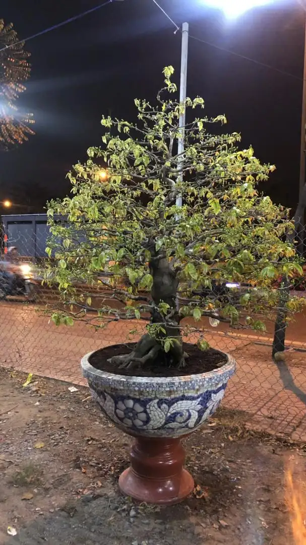 Vườn Mai Bonsai-Cổ Thụ Hà Ba Trận