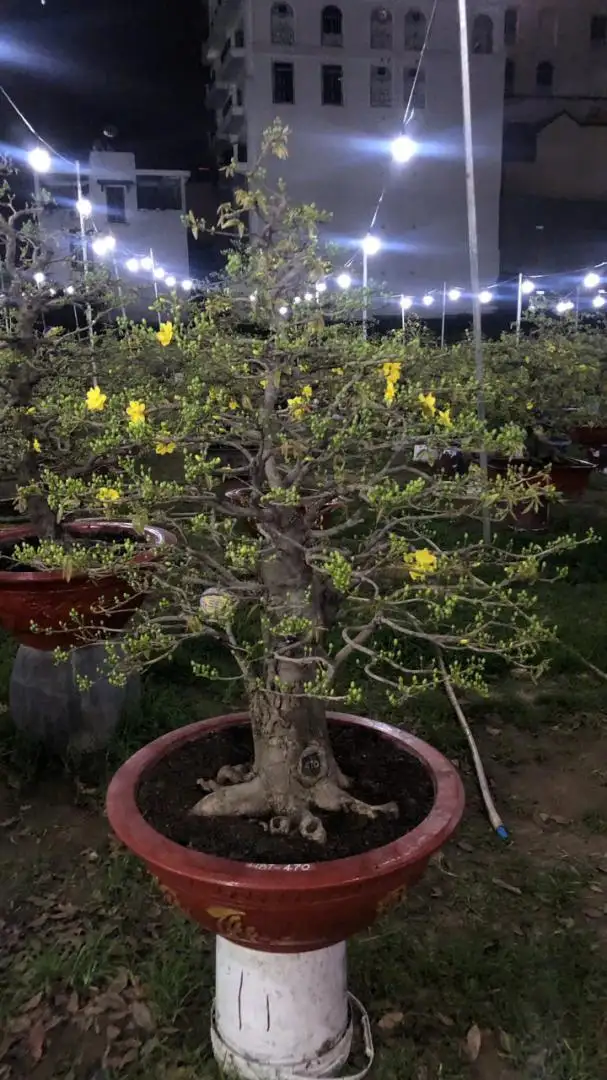 Vườn Mai Bonsai-Cổ Thụ Hà Ba Trận