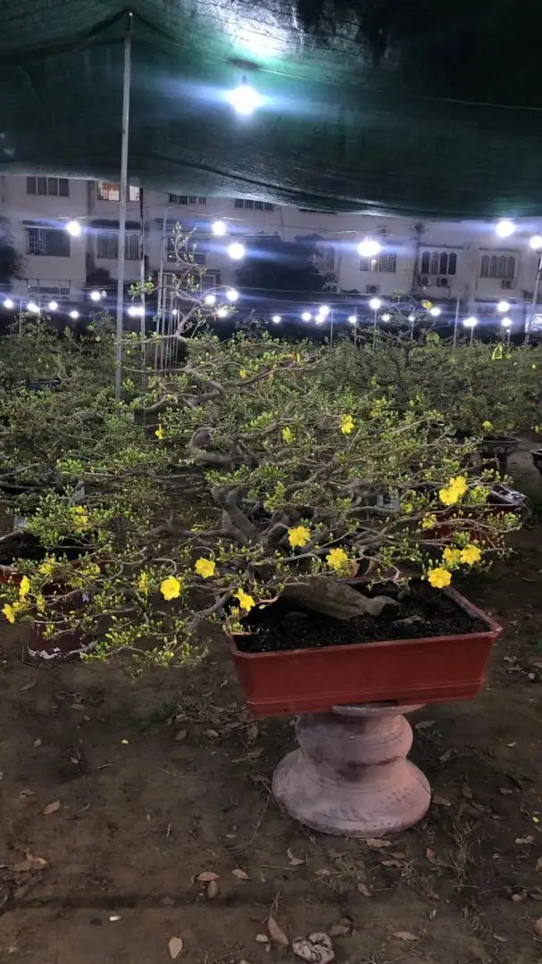 Vườn Mai Bonsai-Cổ Thụ Hà Ba Trận