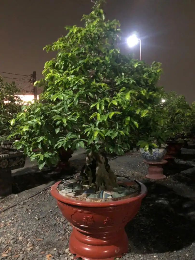 Vườn Mai Bonsai-Cổ Thụ Hà Ba Trận