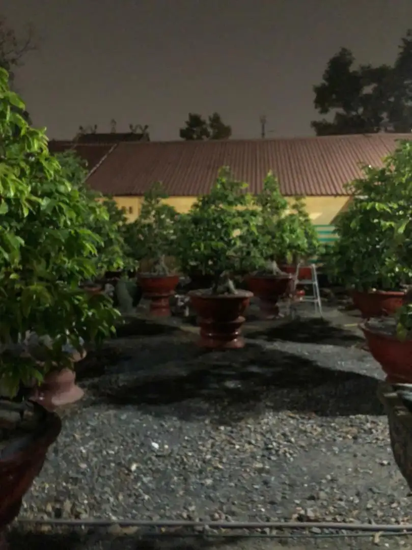 Vườn Mai Bonsai-Cổ Thụ Hà Ba Trận