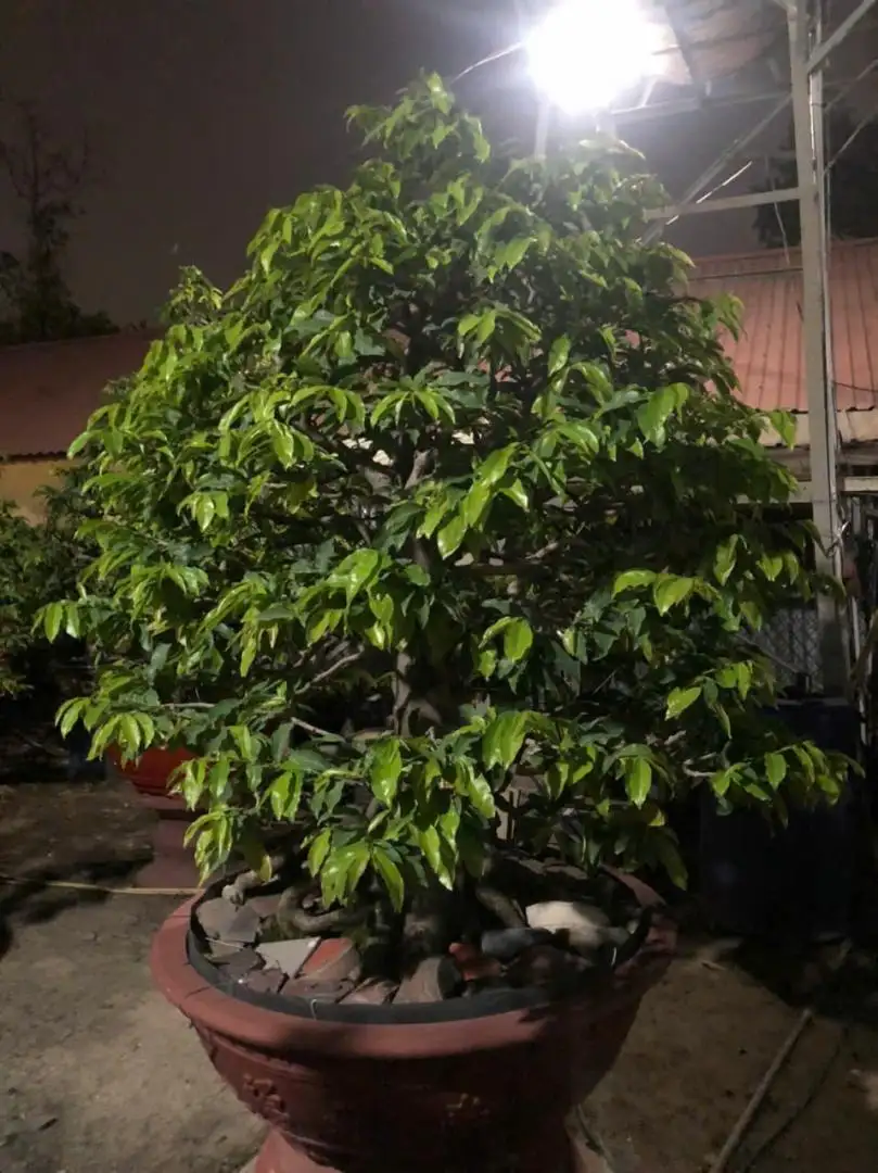 Vườn Mai Bonsai-Cổ Thụ Hà Ba Trận