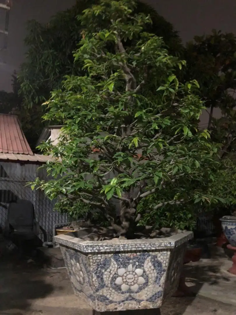 Vườn Mai Bonsai-Cổ Thụ Hà Ba Trận