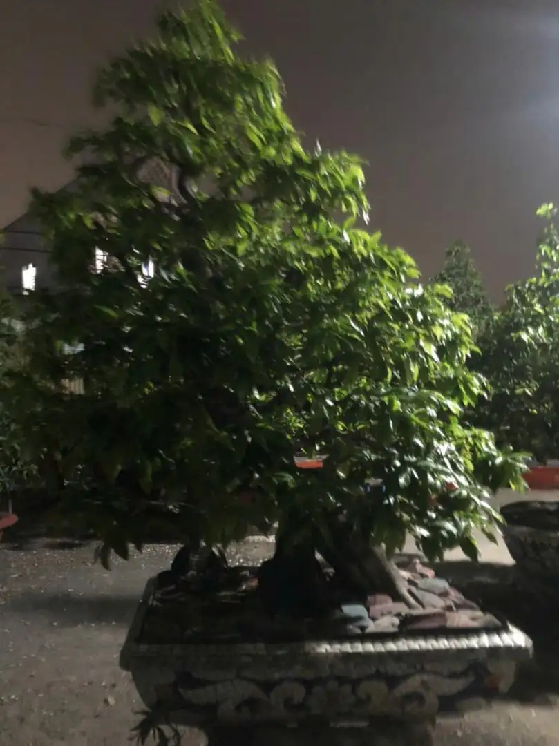 Vườn Mai Bonsai-Cổ Thụ Hà Ba Trận